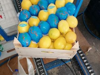 Lemon 1st class, cal. 1/2/3 price 0.80 € /