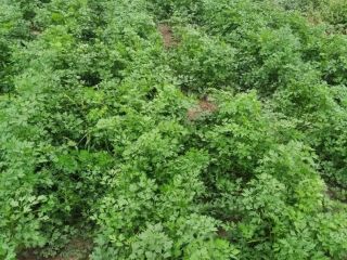 Fresh parsley straight from the field! Please feel free