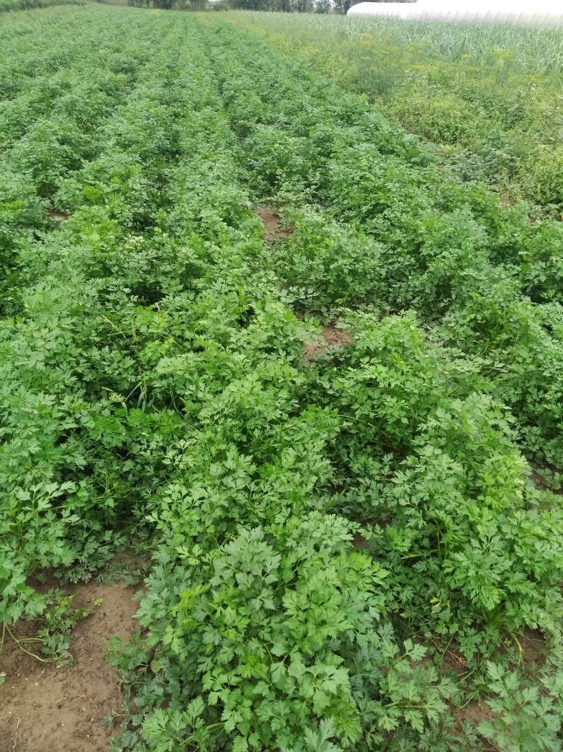Fresh parsley straight from the field! Please feel free to purchase
