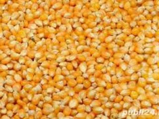 Corn production 2020