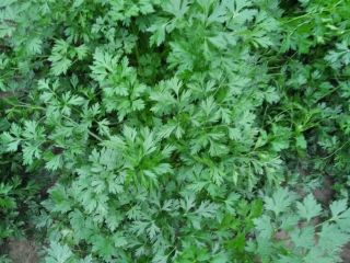 Fresh parsley straight from the field! Please feel free