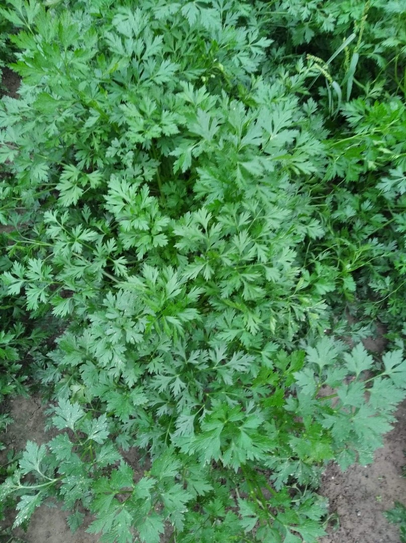 Fresh parsley straight from the field! Please feel free to purchase