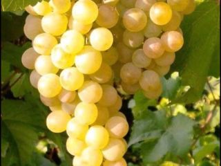 I sell table grapes and wine noble varieties Sauvignon