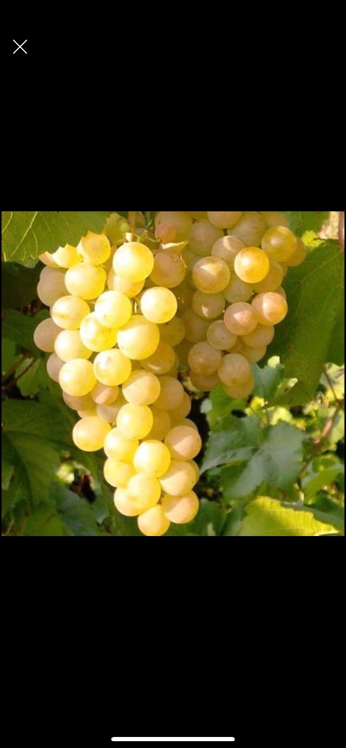 I sell table grapes and wine noble varieties Sauvignon Blanc, Fetească Regală, Fetească Albă, Fetească Neagră Merlot
