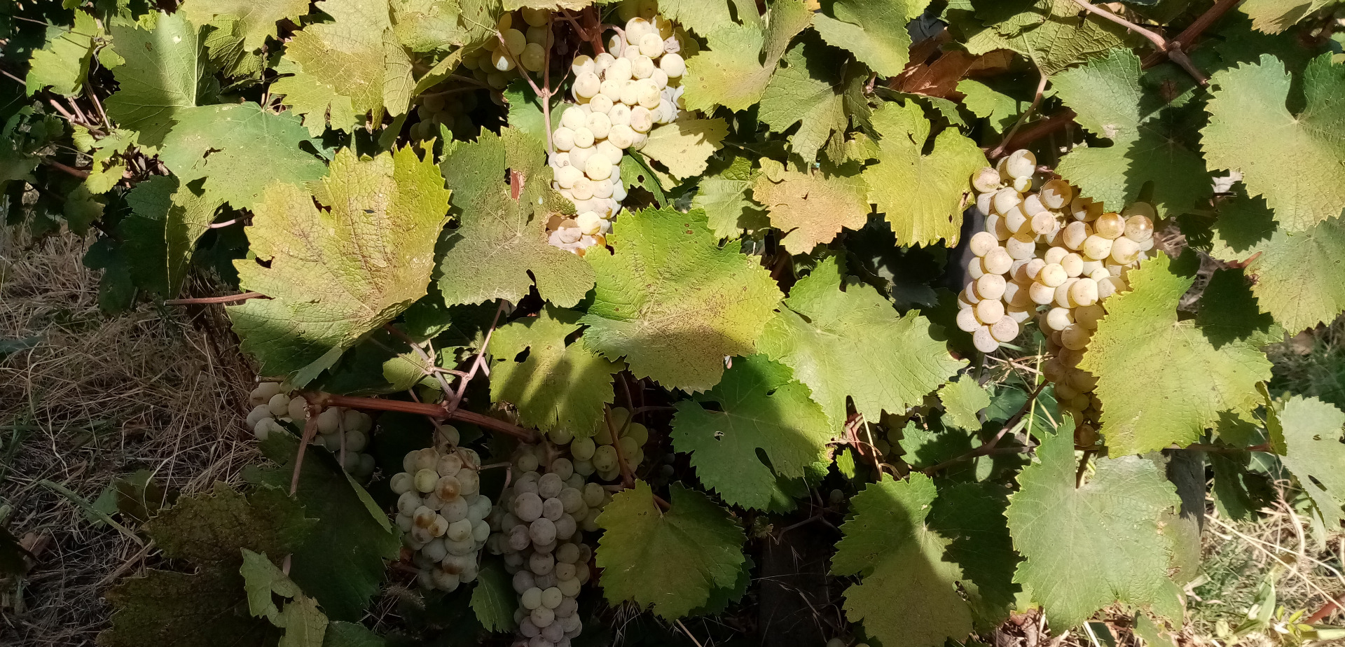 Wine engineer Pîrvu Marian offers grapes for sale: 3 tons of Feteasca Alba 500 kg tons of Feteasca Neagra 3 tons of Italian Riesling Location: village