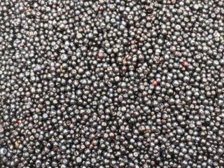 I am selling fresh mountain blueberries !!