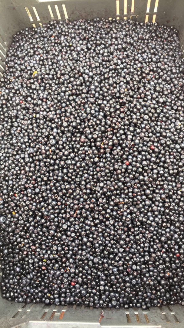 I am selling fresh mountain blueberries !!