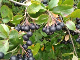 I am selling a chokeberry and raspberry with an