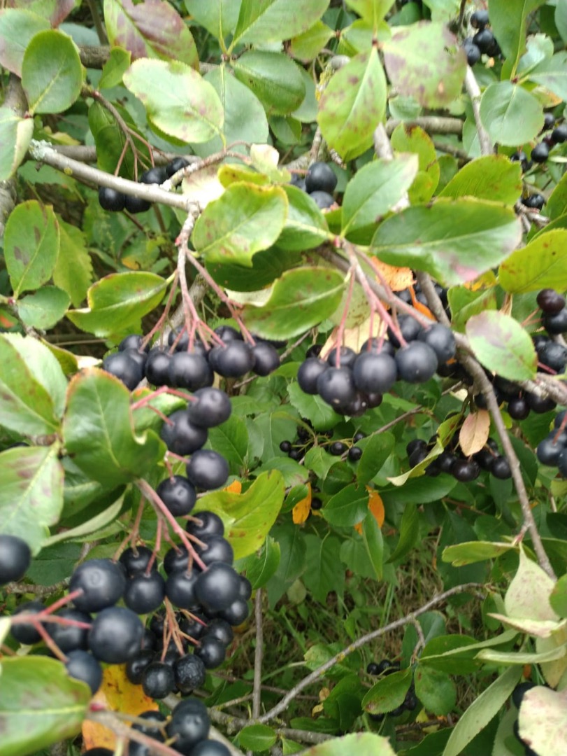 I am selling a chokeberry and raspberry with an ecological certificate