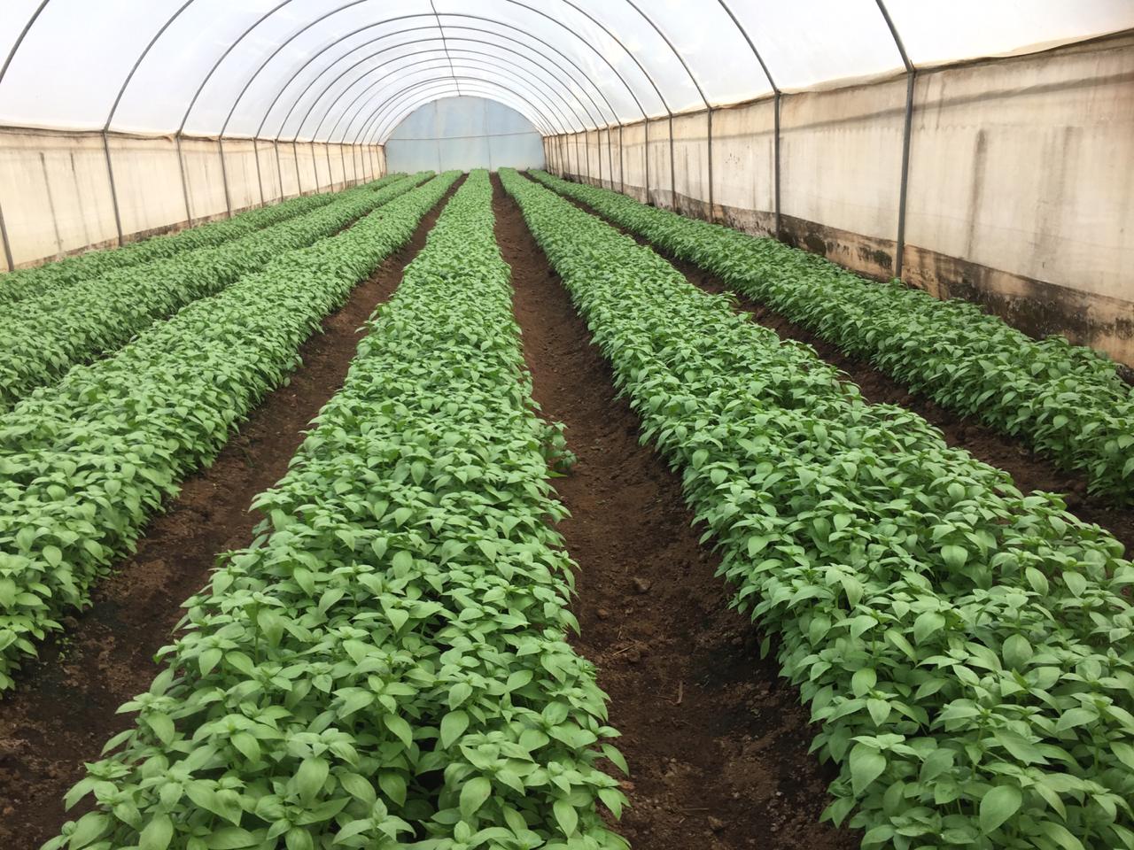 We are a herb farm in Kenya, Africa