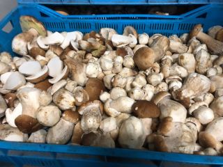 I will sell a ticket for forest mushrooms
