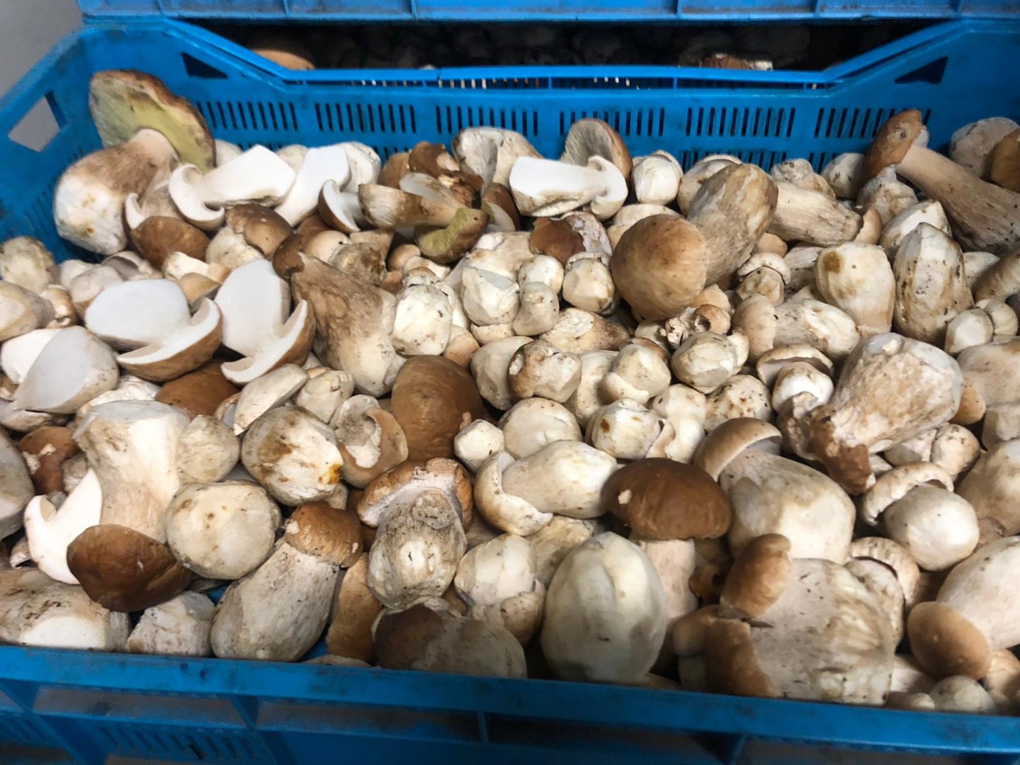 I will sell forest mushrooms