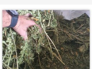 We have 250 to. Biomass Futura 75 CBD3.89 -