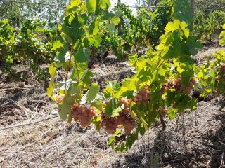 Grapes and Must for sale - Dealu Mare, Ceptura