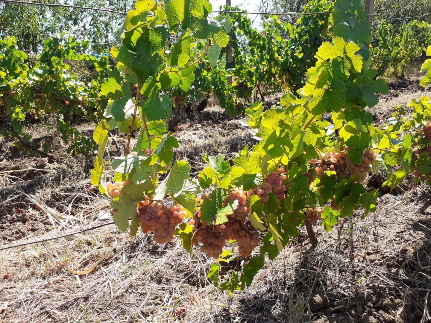 Grapes and Must for sale - Dealu Mare, Ceptura area