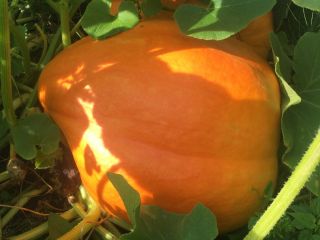 100% organic pumpkin