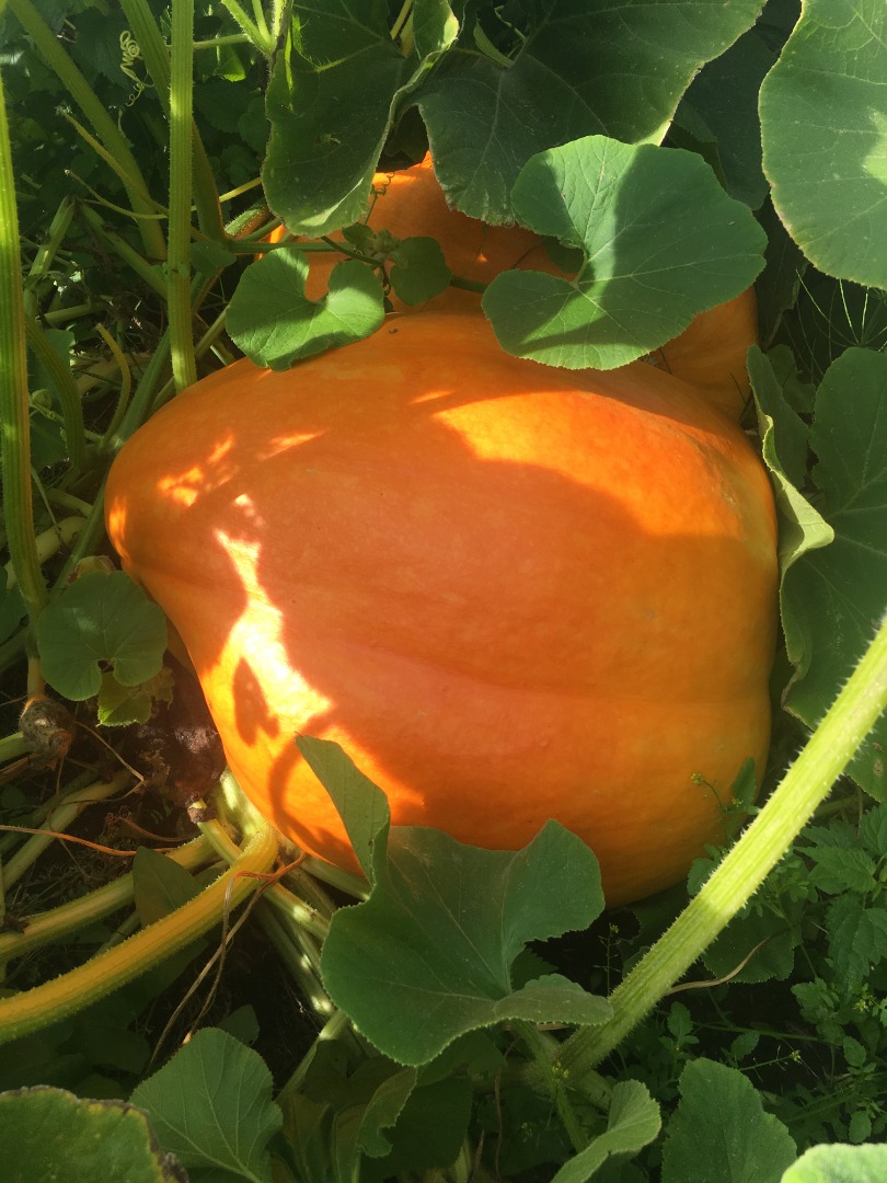 100% organic pumpkin