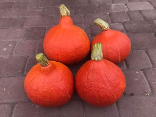 I will sell a pumpkin variety of hokkaido.