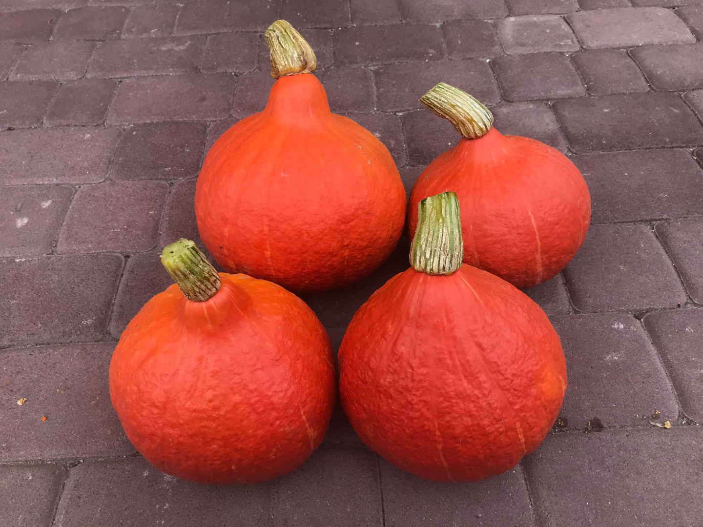 I will sell a pumpkin variety of hokkaido