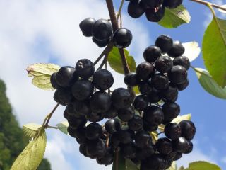 The Murino Agricultural Cooperative starts harvesting chokeberries next week.