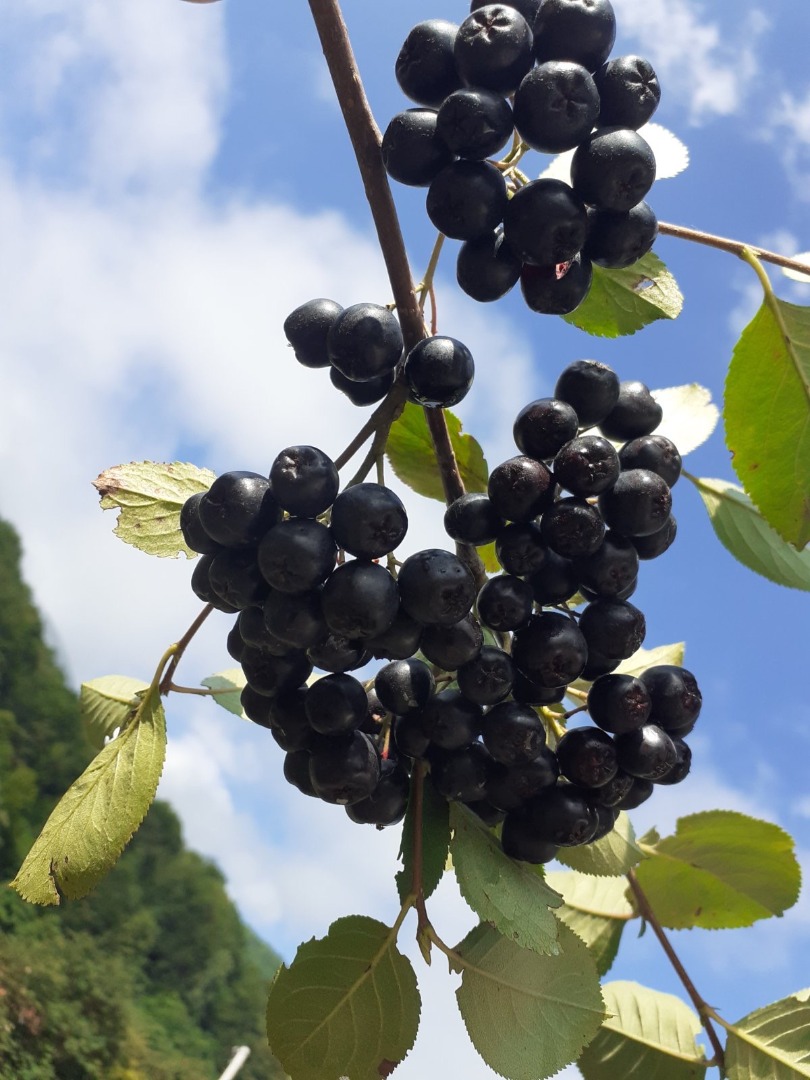 The Murino Agricultural Cooperative starts harvesting chokeberries next week
