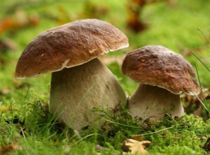 Hello, Please contact me by people interested in purchasing porcini mushrooms