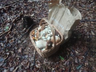I warmly welcome. I will sell freshly picked mushrooms,