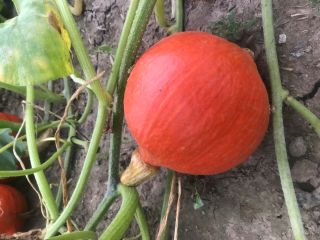 Edible Hokkaido and Pizmowa pumpkins for sale (PLN 4