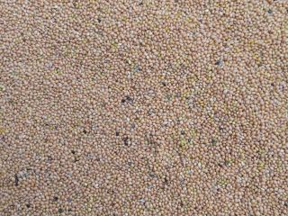 Yellow millet for sale, not sprayed