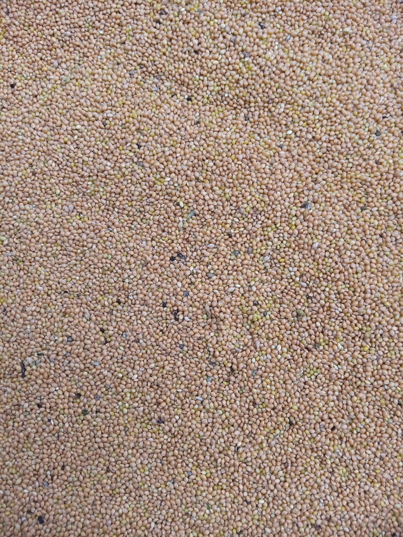 Yellow millet for sale, not sprayed