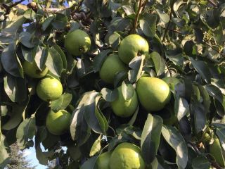 Lukasówka pears for sale. Right out of the tree.