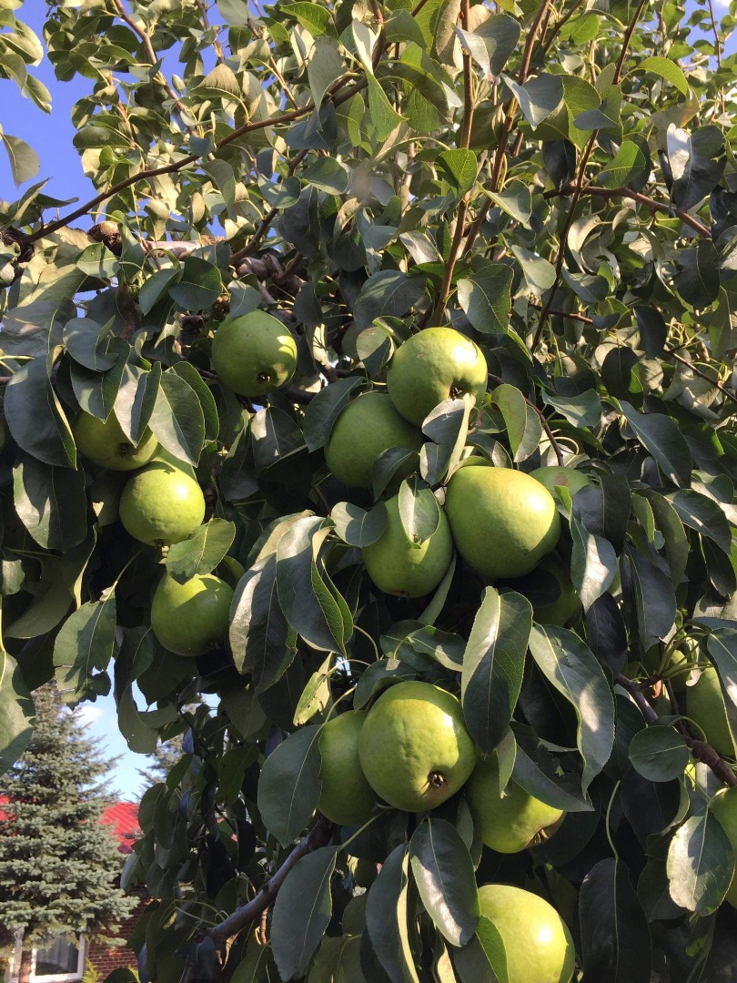 Lukasówka pears for sale