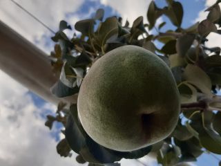 I am selling 3 tons of autumn pears, more