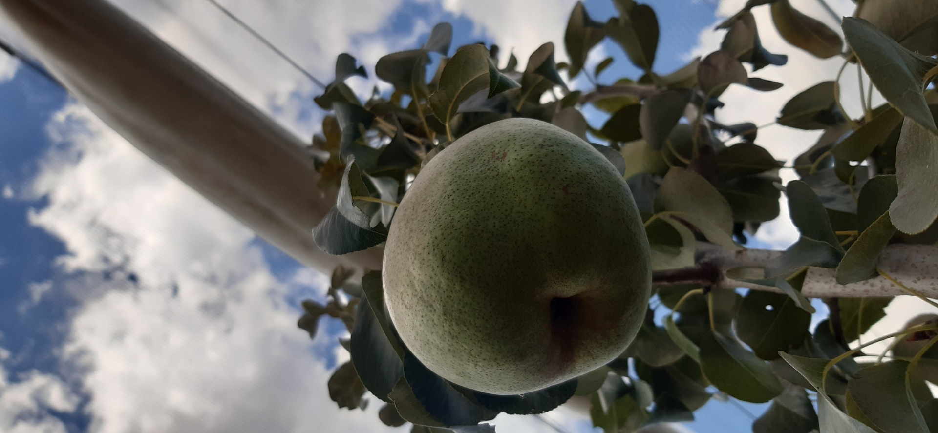 I am selling 3 tons of autumn pears, more details at