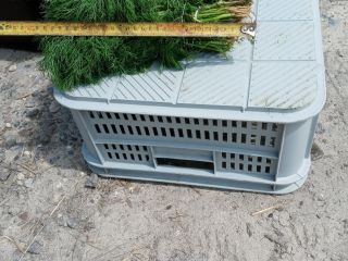 Green fennel for sale. Possibility of permanent cooperation for
