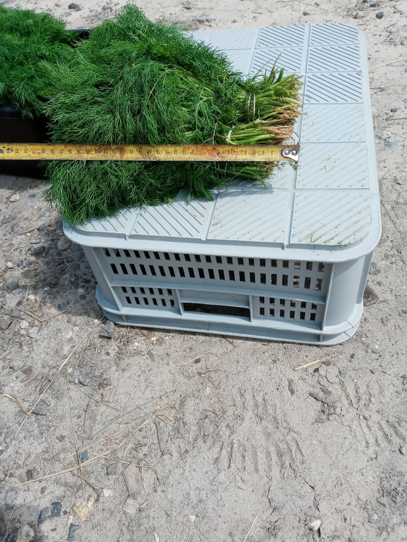 Green fennel for sale