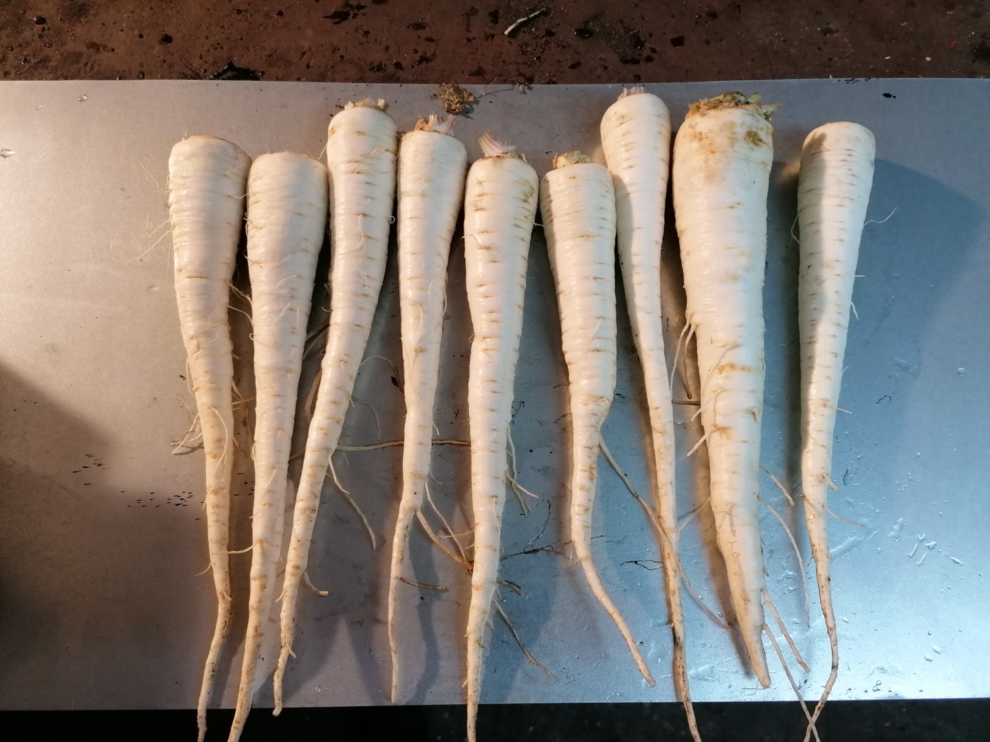 I will sell parsley straight from the field, commercial caliber, very nice white, without any blemishes