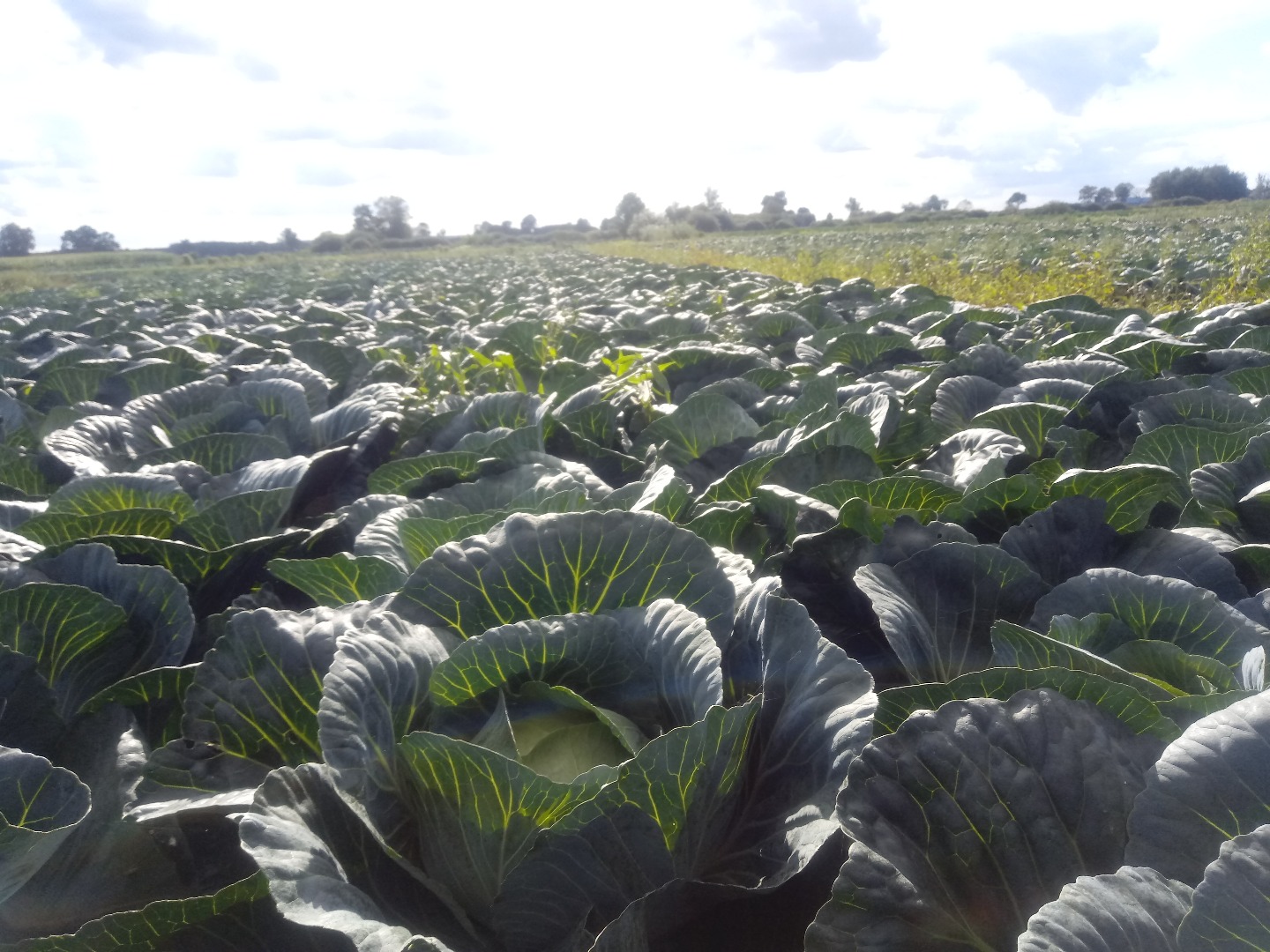 I will sell aggressor cabbage heads from 3 to 5 kilos, even more