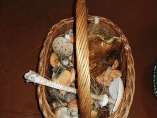 I will sell mushrooms boletes Boletes Chanterelles Kites Riga