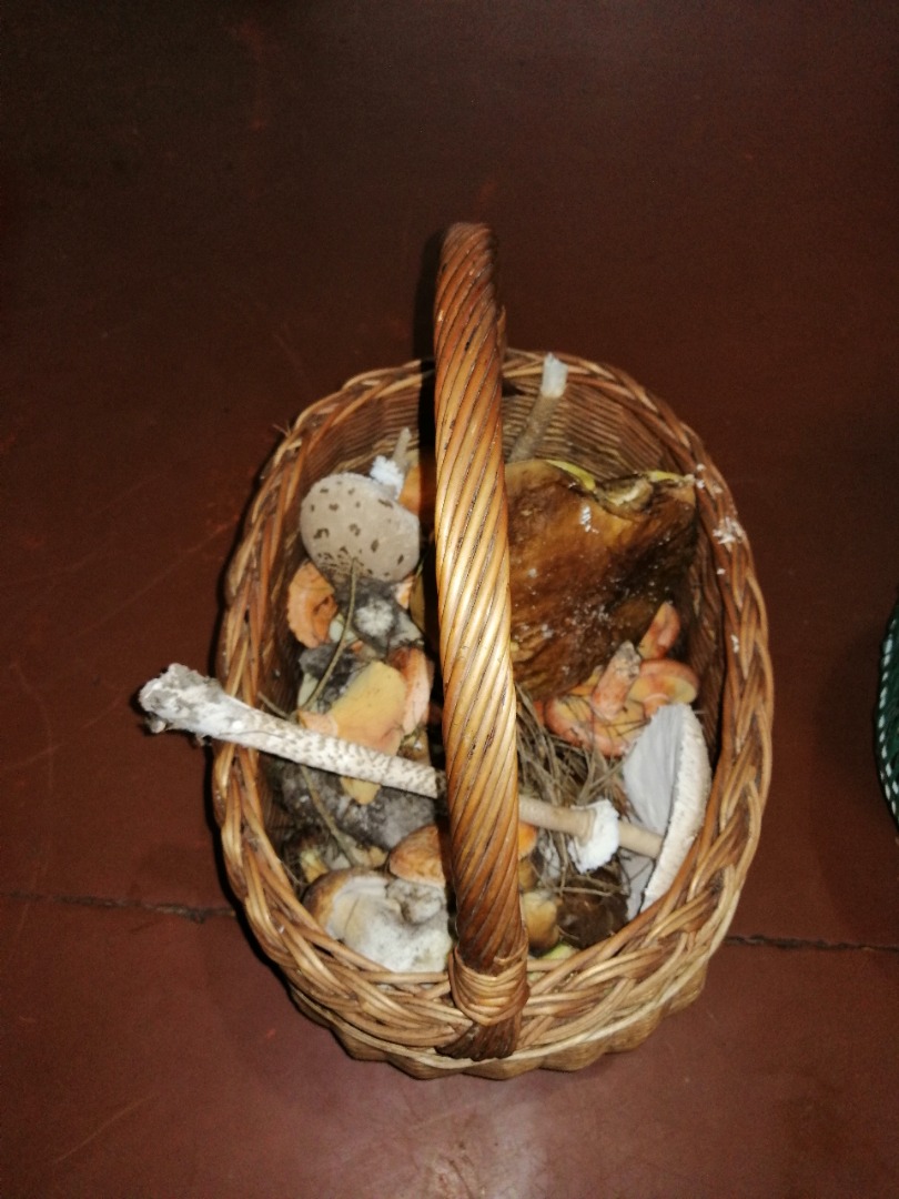 I will sell mushrooms boletes Boletes Chanterelles Kites Riga and others