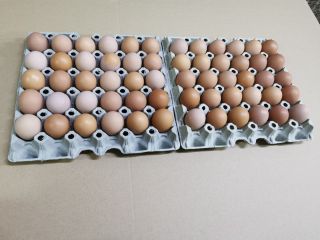 Hello. I have for sale eggs from young free