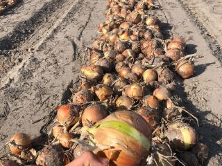 I will sell onions, variety: Robusta, Bonus F1 Caliber