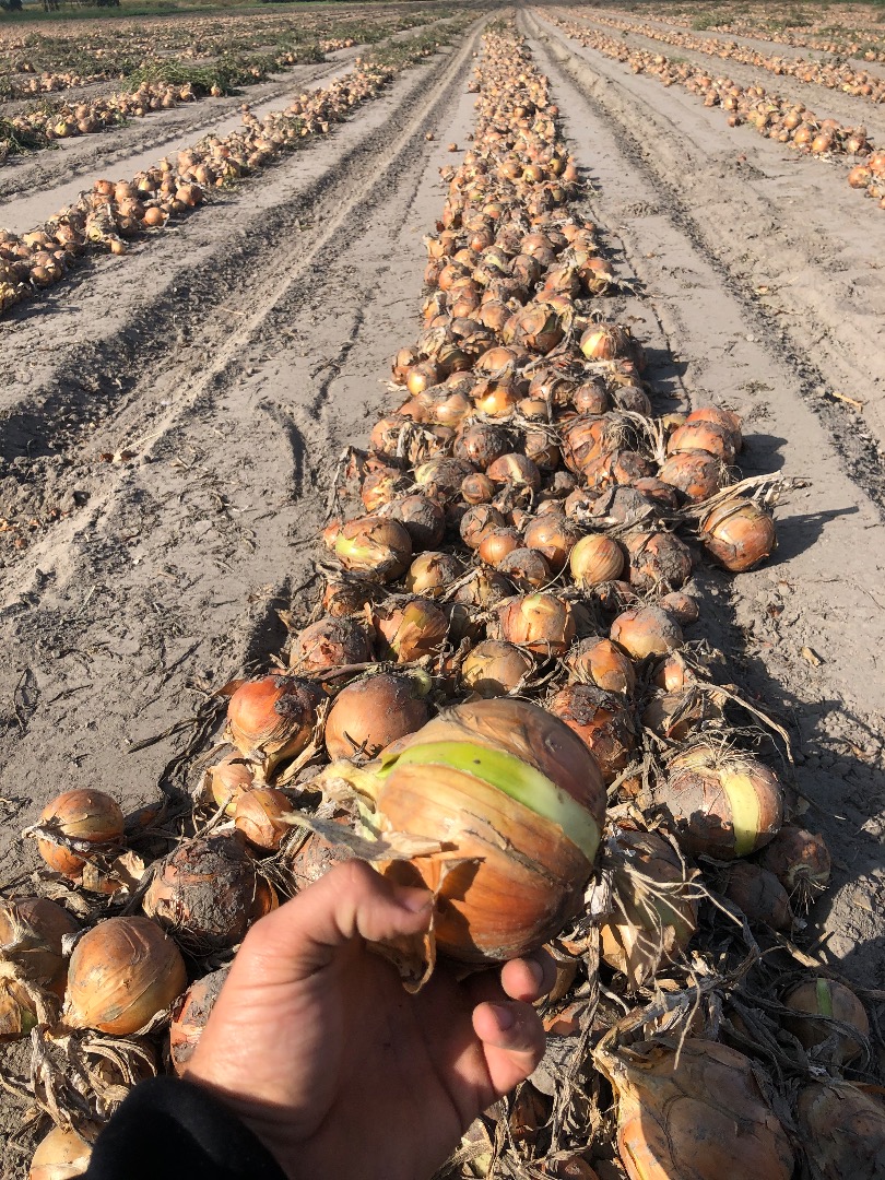 I will sell onions, variety: Robusta, Bonus F1 Caliber 5-10 More info at