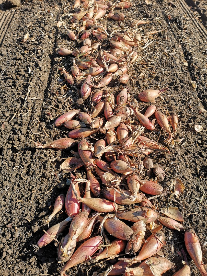 I will sell shallot onions