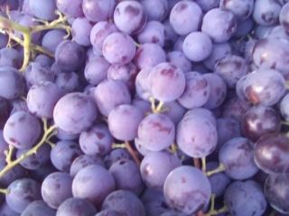 I am selling fine Muscat de Hambourg table grapes.