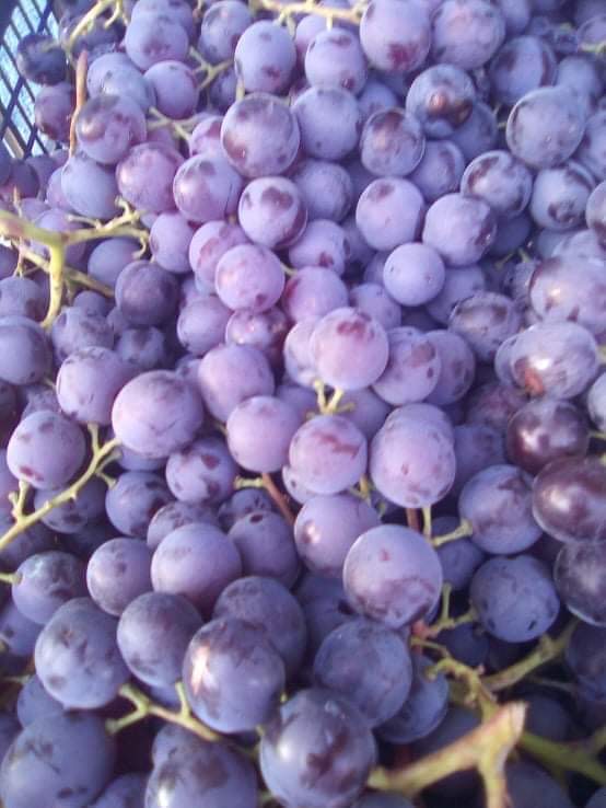 I am selling fine Muscat de Hambourg table grapes