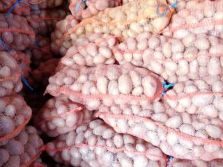 Carrera 55+ potatoes for sale in large quantities.