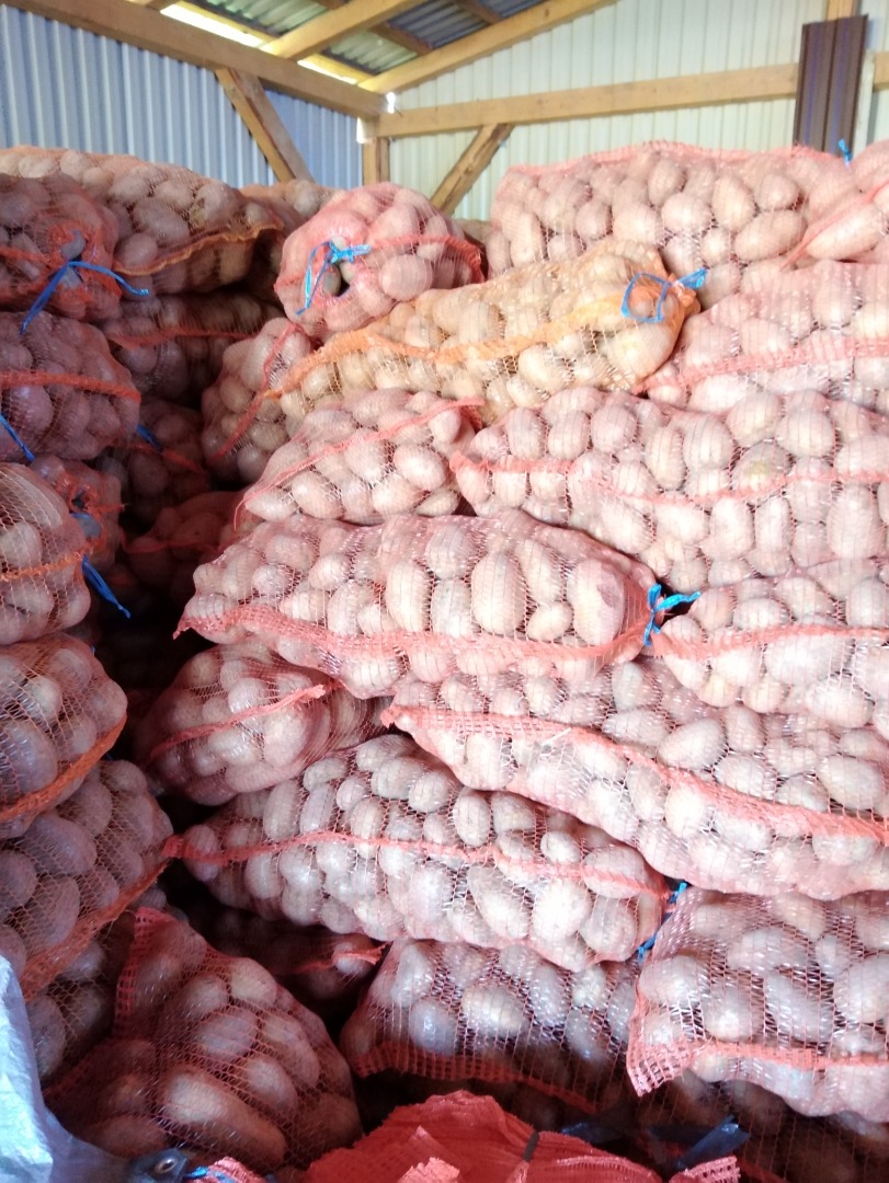 Carrera 55+ potatoes for sale in large quantities