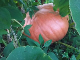 Pumpkin large from 10 to 60 kg