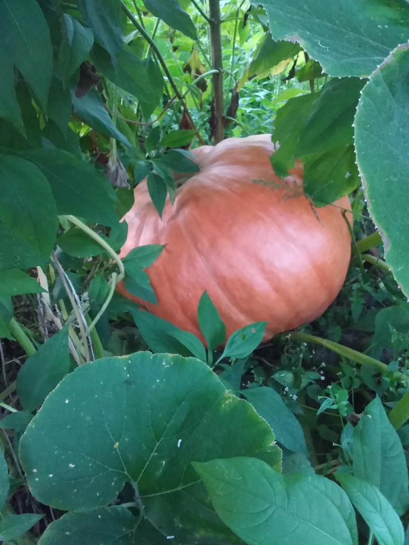 Pumpkin large from 10 to 60 kg